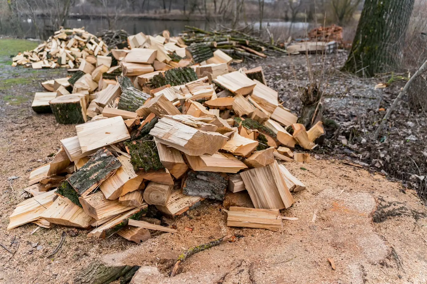 5 Options For Safe Wood Disposal