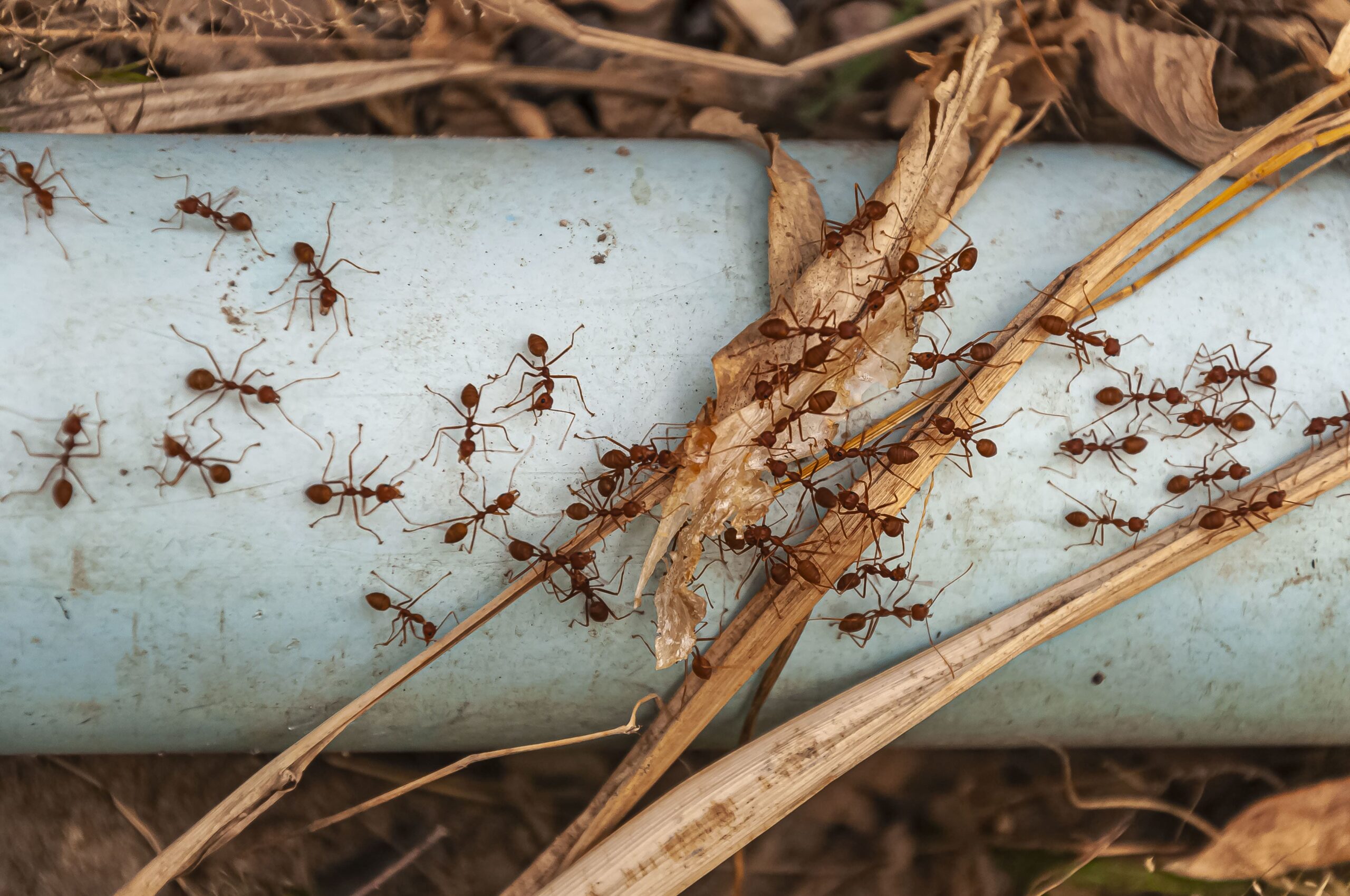 Ant Pest Control Melbourne