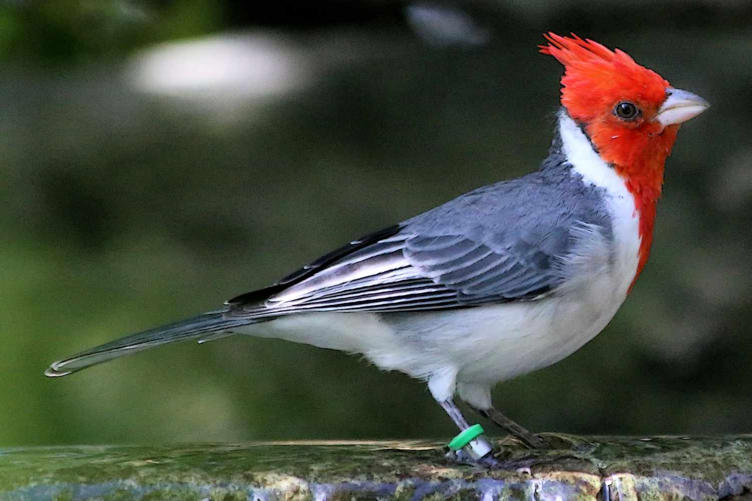 red headed birds in hawaii