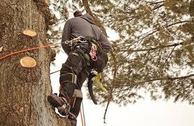 Affordable Tree Service