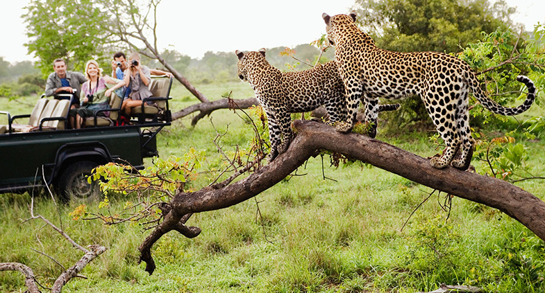 Jhalana Leopard Safari