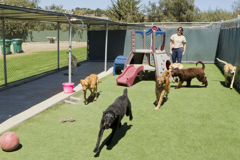 puppy school