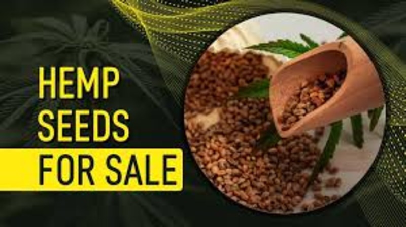 Hemp Seeds for Sale