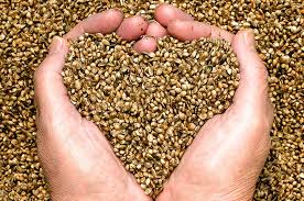 Hemp Seeds for Sale