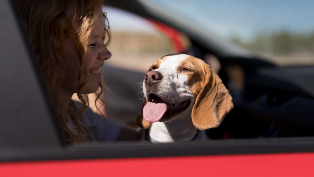 Get Rid of Dog Smell in Your Car