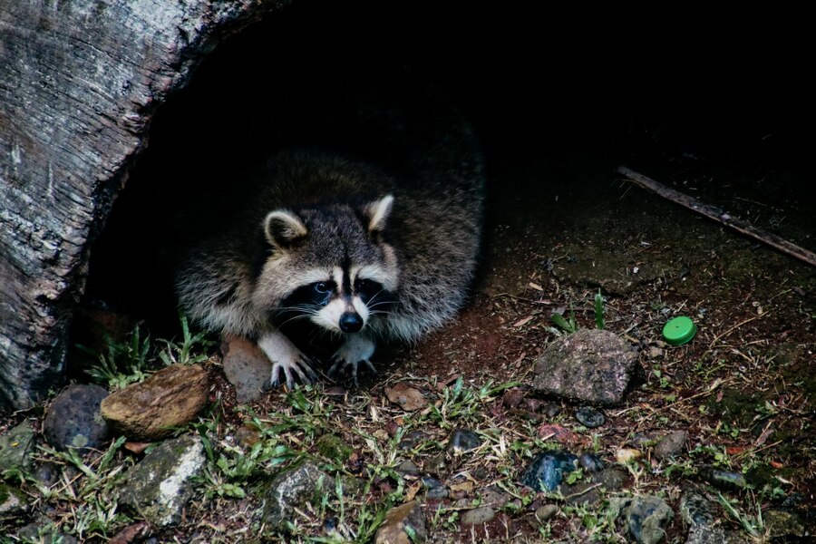 raccoon removal