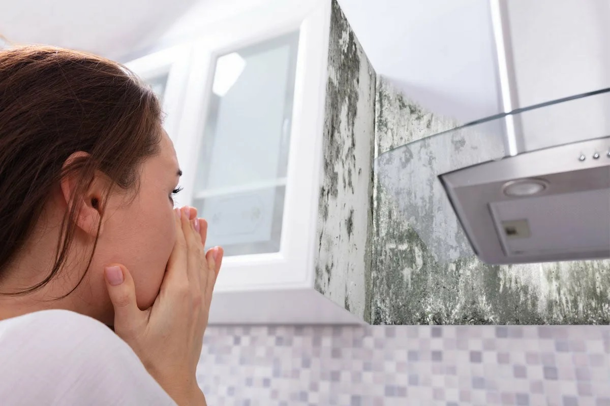 What Is Mold And Why Is It A Problem?