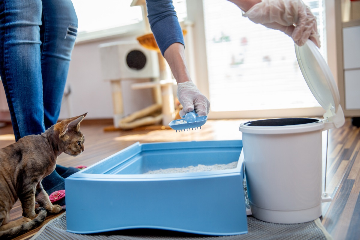 cat litter box cleaning