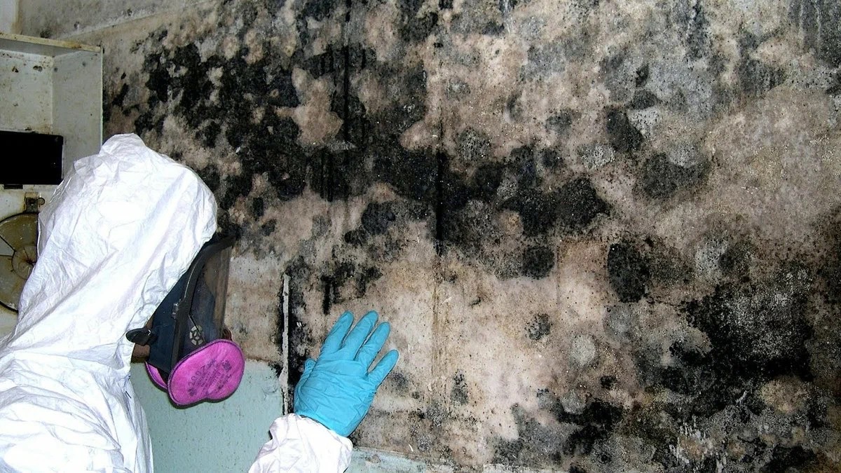 mold cleaning from basement