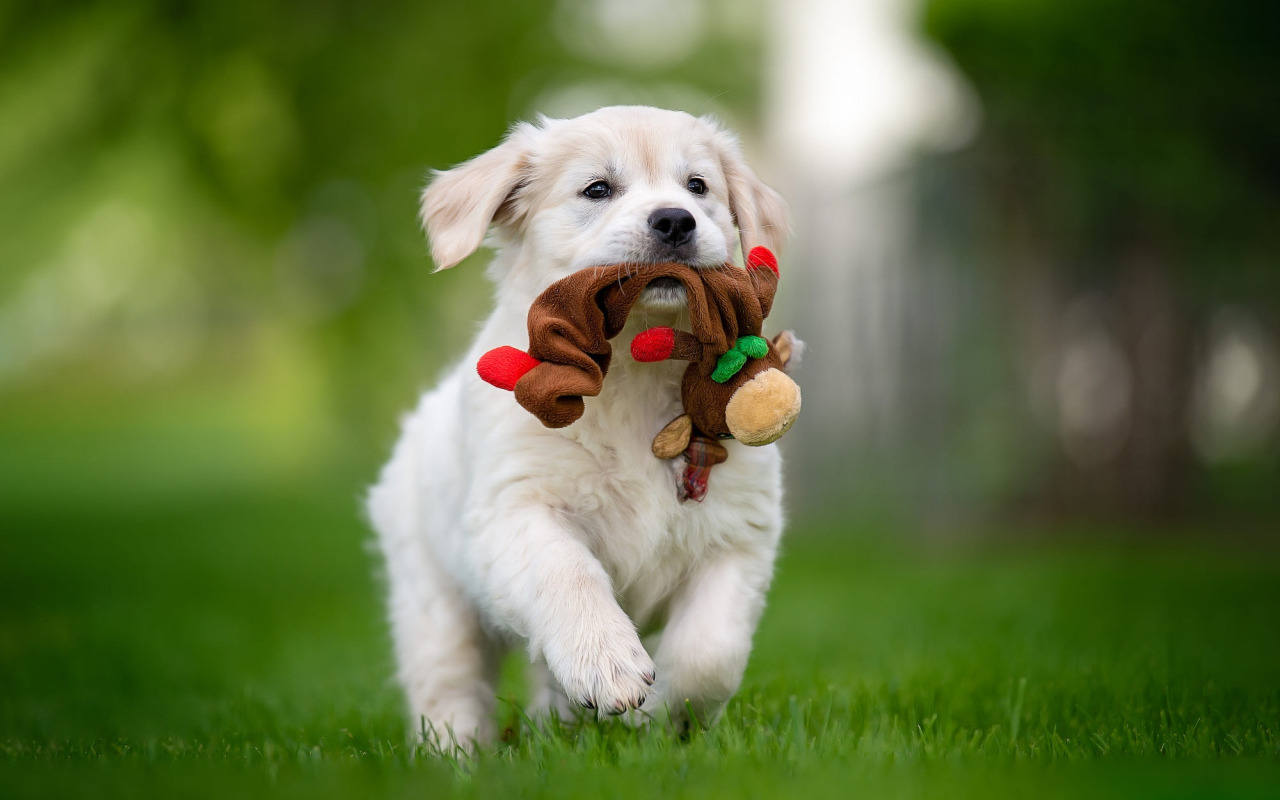 Creating a Safe Play Environment for Your Pets at Home